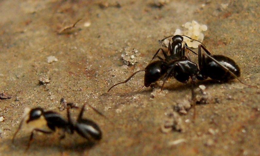Formica alata, ma chi? maschio di Messor sp.